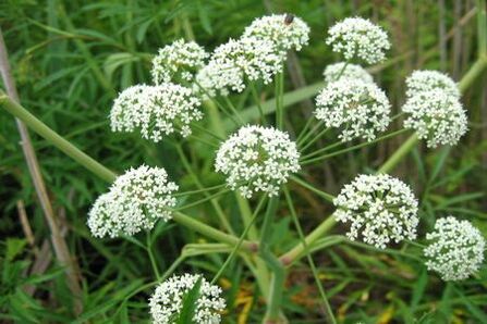 Boligoli plants are used in the treatment of prostatitis