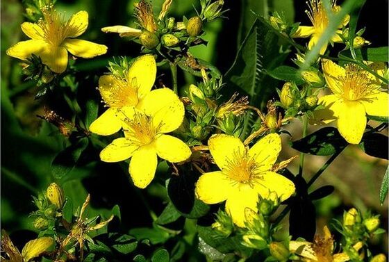 St.John's wort is a medicinal plant that helps to overcome prostatitis